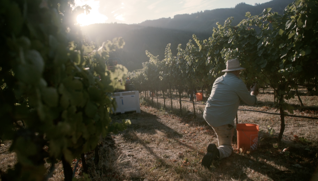 A person kneels in a sunlit vineyard, harvesting grapes into an orange bucket. The early morning or late afternoon sun casts long shadows across the vineyard rows, highlighting the lush greenery and surrounding hills. A tractor and grape bins are visible in the background, emphasizing the active harvest season.